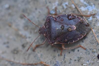<i>Palomena prasina</i>