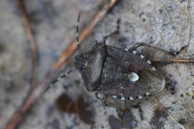 <i>Dolycoris baccarum</i>