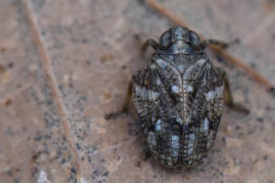 <i>Issus coleoptratus</i>