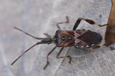 <i>Leptoglossus occidentalis</i>