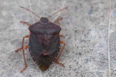 <i>Palomena prasina</i>