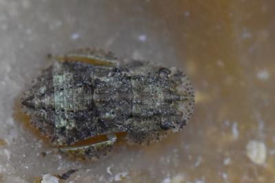 <i>Ledra aurita</i>