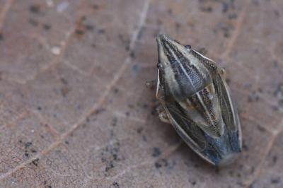 <i>Aelia acuminata</i>