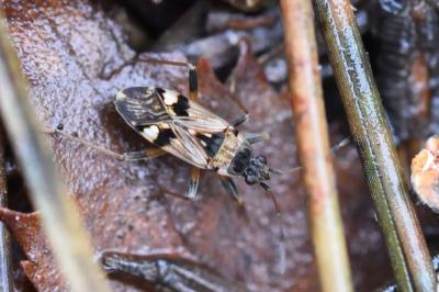 <i>Beosus maritimus</i>
