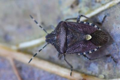 <i>Dolycoris baccarum</i>
