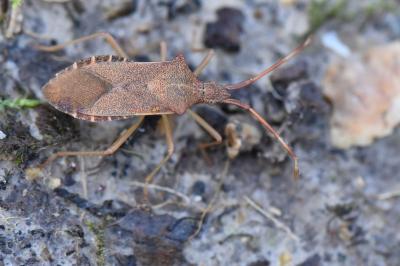 <i>Gonocerus acuteangulatus</i>