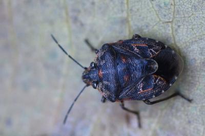 <i>Holcogaster fibulata</i>