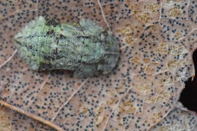 <i>Ledra aurita</i>
