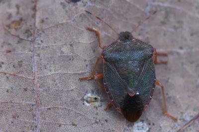 <i>Palomena prasina</i>