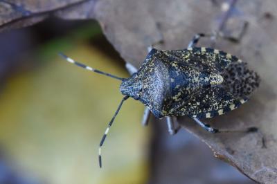 <i>Rhaphigaster nebulosa</i>