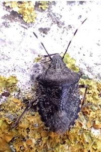 <i>Rhaphigaster nebulosa</i>