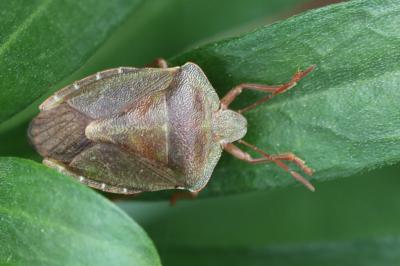 <i>Palomena prasina</i>