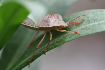 <i>Palomena prasina</i>