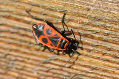 <i>Pyrrhocoris apterus</i>