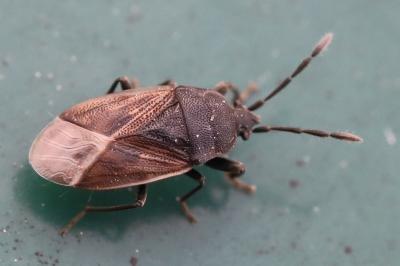 <i>Drymus sylvaticus</i>