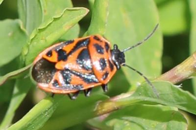 <i>Eurydema ornata</i>