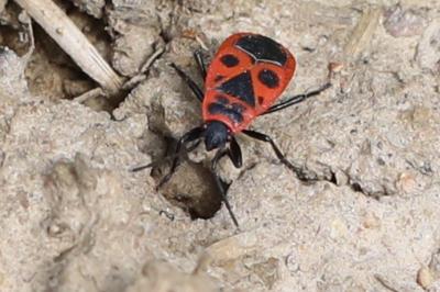 <i>Pyrrhocoris apterus</i>