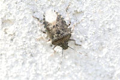 <i>Rhaphigaster nebulosa</i>