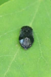 <i>Penthimia nigra</i>