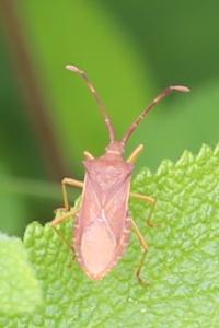 <i>Gonocerus acuteangulatus</i>