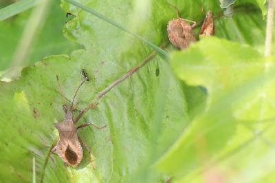 <i>Coreus marginatus</i>