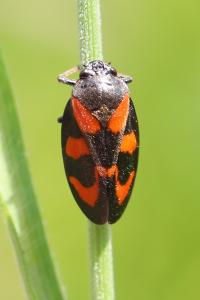 <i>Cercopis vulnerata</i>