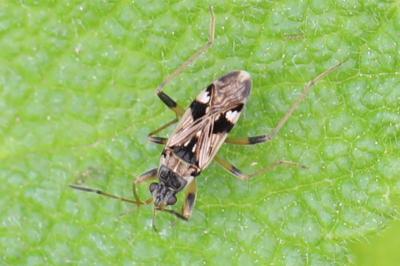 <i>Beosus maritimus</i>