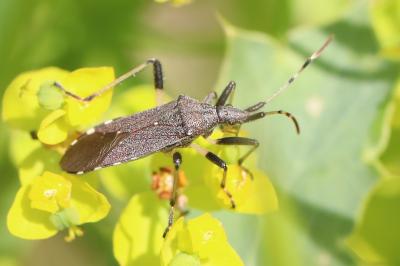 <i>Dicranocephalus albipes</i>