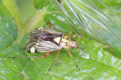 <i>Rhabdomiris striatellus</i>