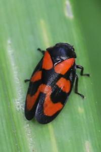 <i>Cercopis vulnerata</i>