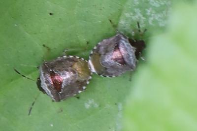 <i>Stagonomus venustissimus</i>