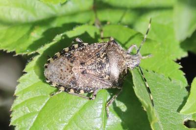 <i>Rhaphigaster nebulosa</i>