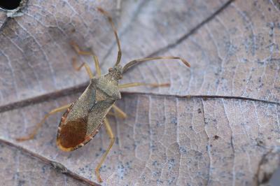 <i>Gonocerus acuteangulatus</i>