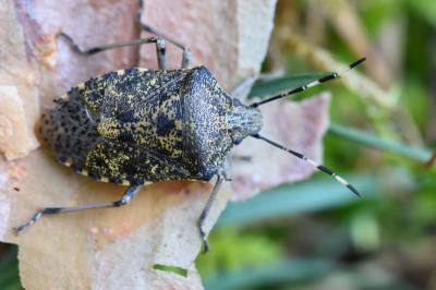 <i>Rhaphigaster nebulosa</i>