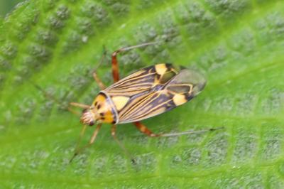 <i>Rhabdomiris striatellus</i>