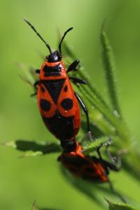 <i>Pyrrhocoris apterus</i>