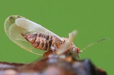 <i>Cacopsylla fulguralis</i>