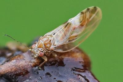 <i>Cacopsylla fulguralis</i>