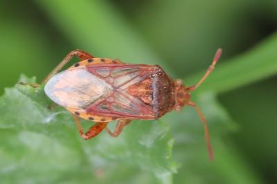 <i>Stictopleurus abutilon</i>