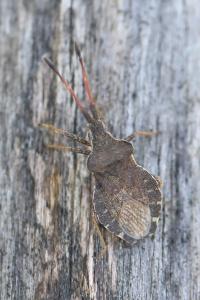 <i>Enoplops scapha</i>