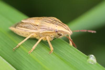 Aelia acuminata