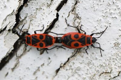 <i>Pyrrhocoris apterus</i>