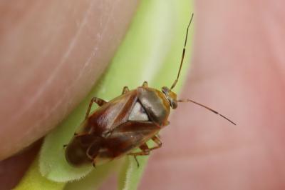 <i>Lygus pratensis</i>