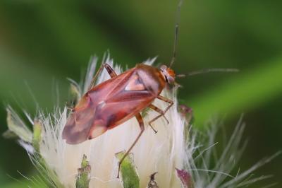 <i>Lygus pratensis</i>