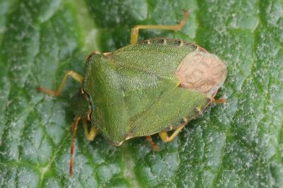 <i>Palomena prasina</i>