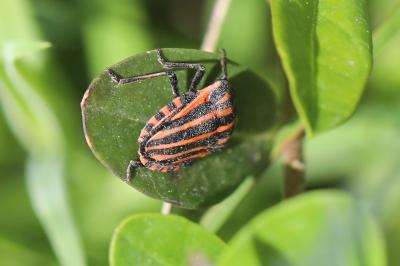 <i>Graphosoma italicum</i>