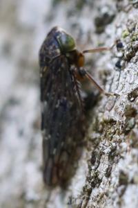 <i>Acericerus</i>