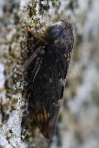<i>Acericerus</i>