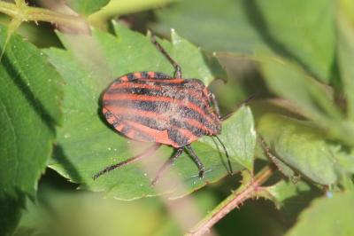 <i>Graphosoma italicum</i>