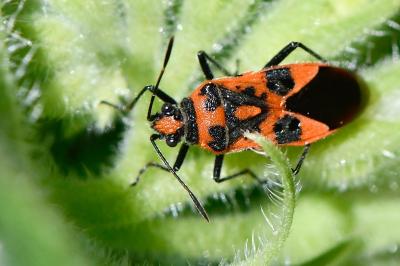 <i>Corizus hyoscyami</i>